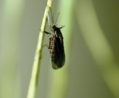 Wheat Planting Consideration for Insects and Diseases